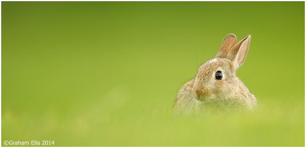 Rabbit Rabbit Rabbit - Wildlife Photography on the Outer Hebrides